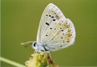 Turquoise Blue 2005 - Clive Burrows